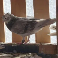 کبوتر|پرنده|ایذه, |دیوار