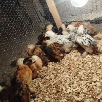 جوجه کوشین نژاد دار