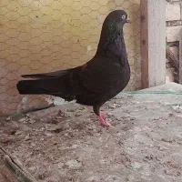 کفتر گرفتنی شرط پرش و زرنگی