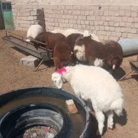 بره‌نر‌پشم‌شیر