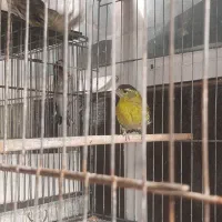 سهره زرد جفت نر و ماده