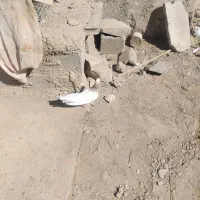 جفت|پرنده|سراوان, |دیوار