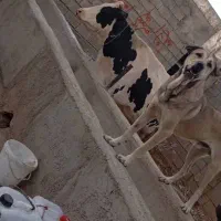 سگ خونگی|سگ|زالیان, |دیوار