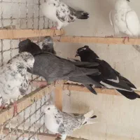 کبوتر|پرنده|کاشان, ولیعصر|دیوار