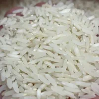 برنج طارم کشت دوم درجه یک شمال