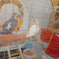 یک جفت عروس هلندی سخنگو|پرنده|شهرضا, |دیوار