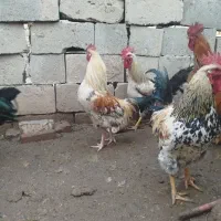 خروس وبوقلمون محلی|حیوانات مزرعه|لیلان, |دیوار