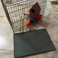 قفس پرنده