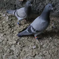 کبوتر پلاکی