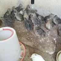 بلدرچین