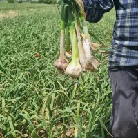 سیر|خدمات باغبانی و درختکاری|بیضا, |دیوار
