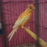 قناری نر پرتقالی