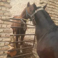 مادیان|اسب و تجهیزات اسبسواری|گرگان, |دیوار