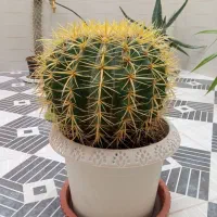 کاکتوس تک و کمیاب، سایز بزرگ|گل و گیاه طبیعی|گرمسار, |دیوار