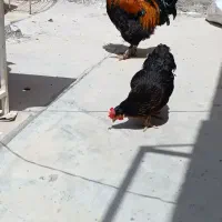 خروس و جوجه غاز