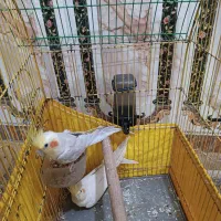 عروس هلندی|پرنده|خرمشهر, |دیوار