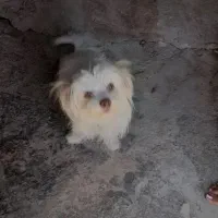 سگ خانگی حرف گوش کن