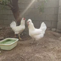 مرغ و خروس سفید چهل تاج ریش اصیل|حیوانات مزرعه|چغادک, |دیوار