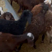 بره نر ۹عدد