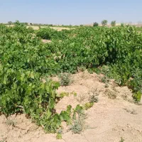 باغ-انگور-دیم