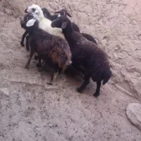 پنج راس بره ماده خوش  با سه راس قوچ جوان|حیوانات مزرعه|تکاب, |دیوار