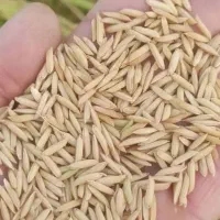 شالی ندا ۹۰ روزه