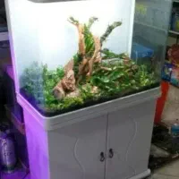 معاوضه آکواریوم شرکتی باعروس هلندی وکوتوله برزیلی