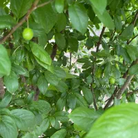 باغچه|فروش زمین و ملک کلنگی|صباشهر, |دیوار