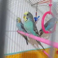 مرغ عشق زیبا،به علت جمع اوری