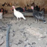 فروش جوجه بوقلمون4ماهه،وجوجه مرغ 2ماهه|حیوانات مزرعه|کازرون, |دیوار