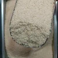 برنج هاشمی درجه یک با قیمت قدیم