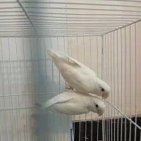 کوتوله|پرنده|تربت جام, علوی|دیوار