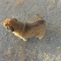 واگذاری سگ|سگ|اسدآباد, |دیوار