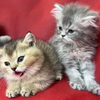 گربه اسکاتیش چمپیون با خط خونی|گربه|تهران, جنتآباد شمالی|دیوار