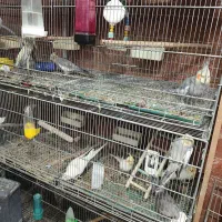 عروس هلندی تک و جفت و مولد موجود است