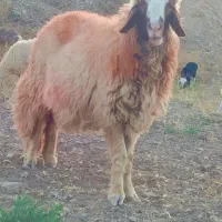 شیشک سنجابی