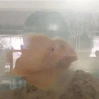 ماهی سورم زرد باهم 3عدد هستند باهم 1میلیون|ماهی|اصفهان, باغ کاران|دیوار