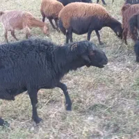 قوچ جوان نژاد دار یک ساله