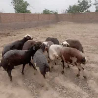 پلنگی تقدیم عشقبازان