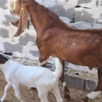 پازن داشتنی