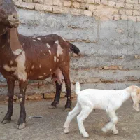 بز وبزغاله پاکستانی