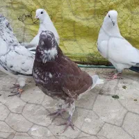 کفتر خارجی کبوتر اصیل پرش|پرنده|رودهن, |دیوار