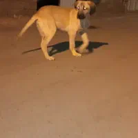 توله شش ماهه عراقی