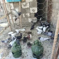 کبوتر خوب معاوضه با مرغ خروس
