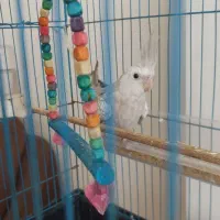 عروس هلندی خوشرنگ نژاد دار|پرنده|محمودآباد, |دیوار