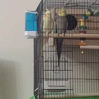 یک جفت عروس هلندی