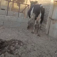 گاو خوب آبستن|حیوانات مزرعه|فیروزآباد (آذربایجان), |دیوار