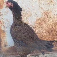 مرغ و خروس لاری