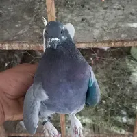 ماده سبز دم سفید مهر کبکی غریب|پرنده|تهران, شهادت|دیوار