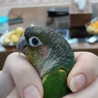 گرینچیک سخن گو و رام|پرنده|رویان, |دیوار